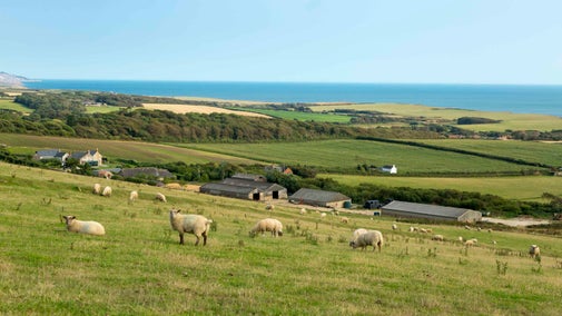 Sheep grazing on a grassy hillside at Dunsbury Farm, Compton Bay on the Isle of Wight.